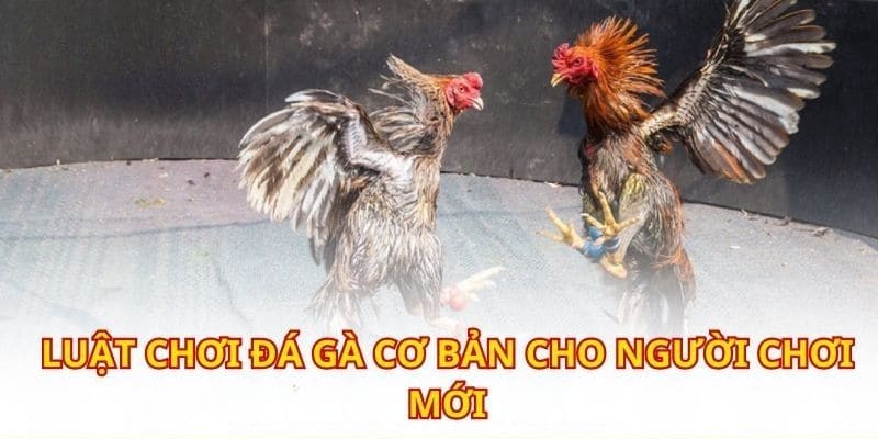 Kinh nghiệm chinh chiến cuộc chọi gà khi hiểu rõ luật chơi