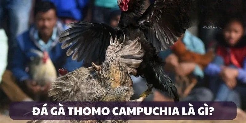 Khám phá loạt hình thi đấu và quy tắc luật chơi đá gà Thomo