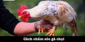 cách chăm sóc gà chọi