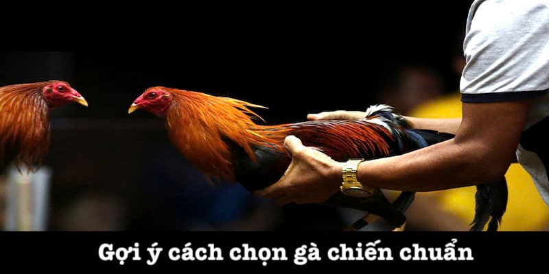 Cách chọn gà chọi siêu chuẩn