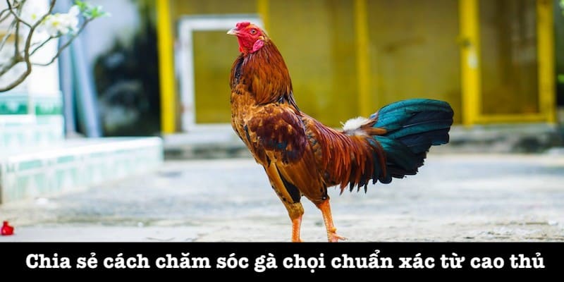 Hướng dẫn cách chăm sóc gà chọi từ 88CLB