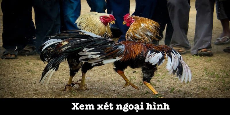 Xem ngoại hình để chọn gà