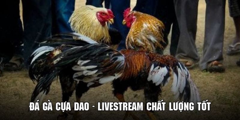 Mô hình phát trực tiếp hiện đại giúp hội viên dễ dàng theo dõi