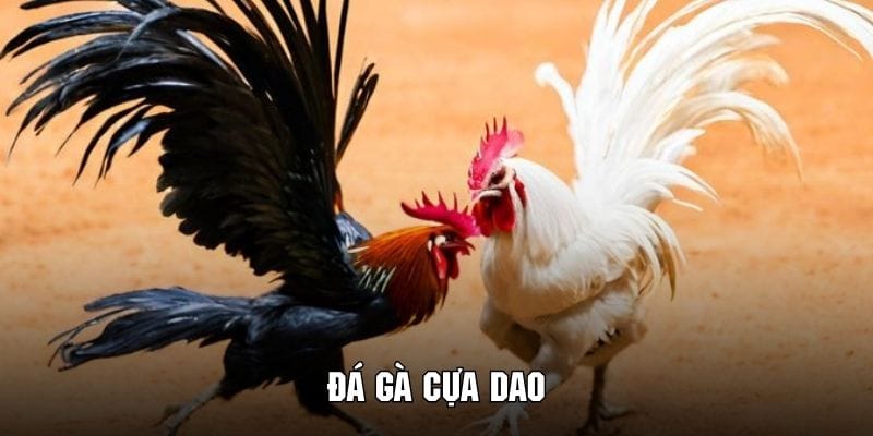 Giới thiệu đá gà cựa dao