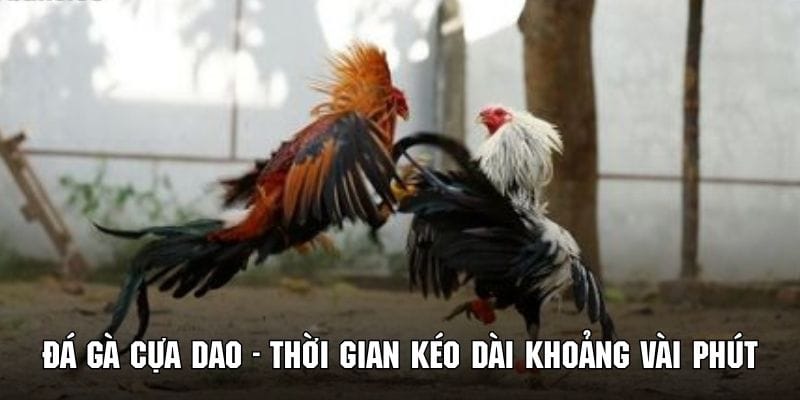 Thời gian mỗi hiệp đấu đá gà cựa dao chỉ vỏn vẹn vài phút