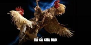 đá gà cựa dao