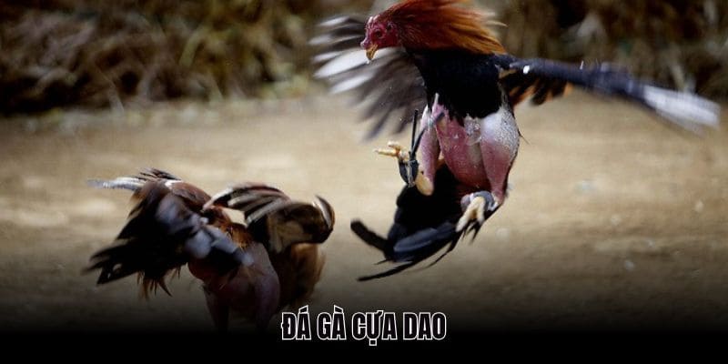 Đá gà cựa dao được đông đảo khách hàng quan tâm tìm kiếm