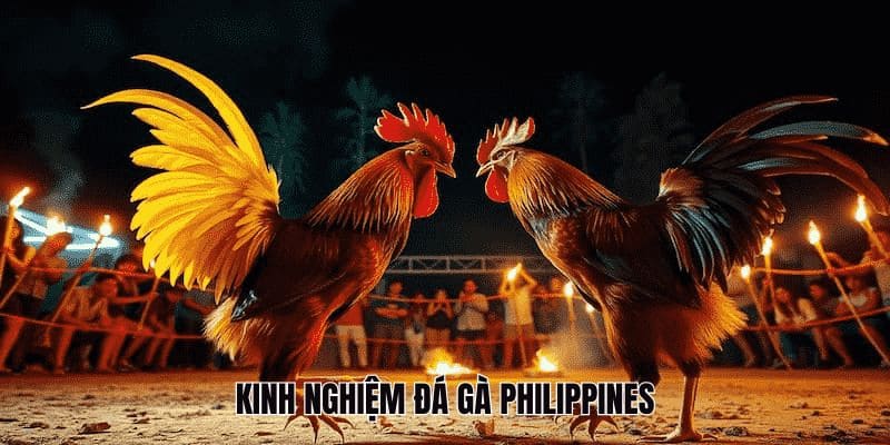 Kinh nghiệm để khách hàng đặt cược đá gà thành công 100%