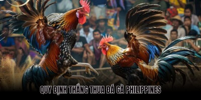 Quy định thắng thua trong thi đấu chọi gà khá đơn giản