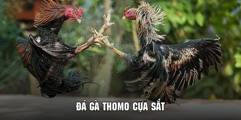 Tham gia đá gà thomo với công cụ cựa sắt cực kỳ đặc sắc