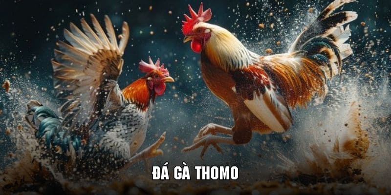 Sơ lược về mô hình đá gà thomo cực kỳ nổi bật tại 88CLB