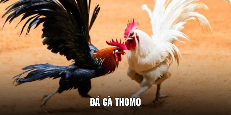 đá gà thomo