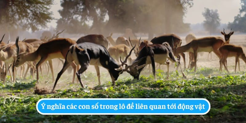 Những loài vật khác